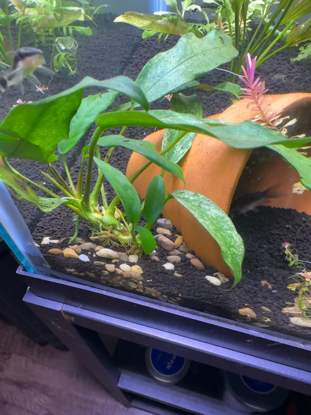 Graceful Anubias in David's aquarium