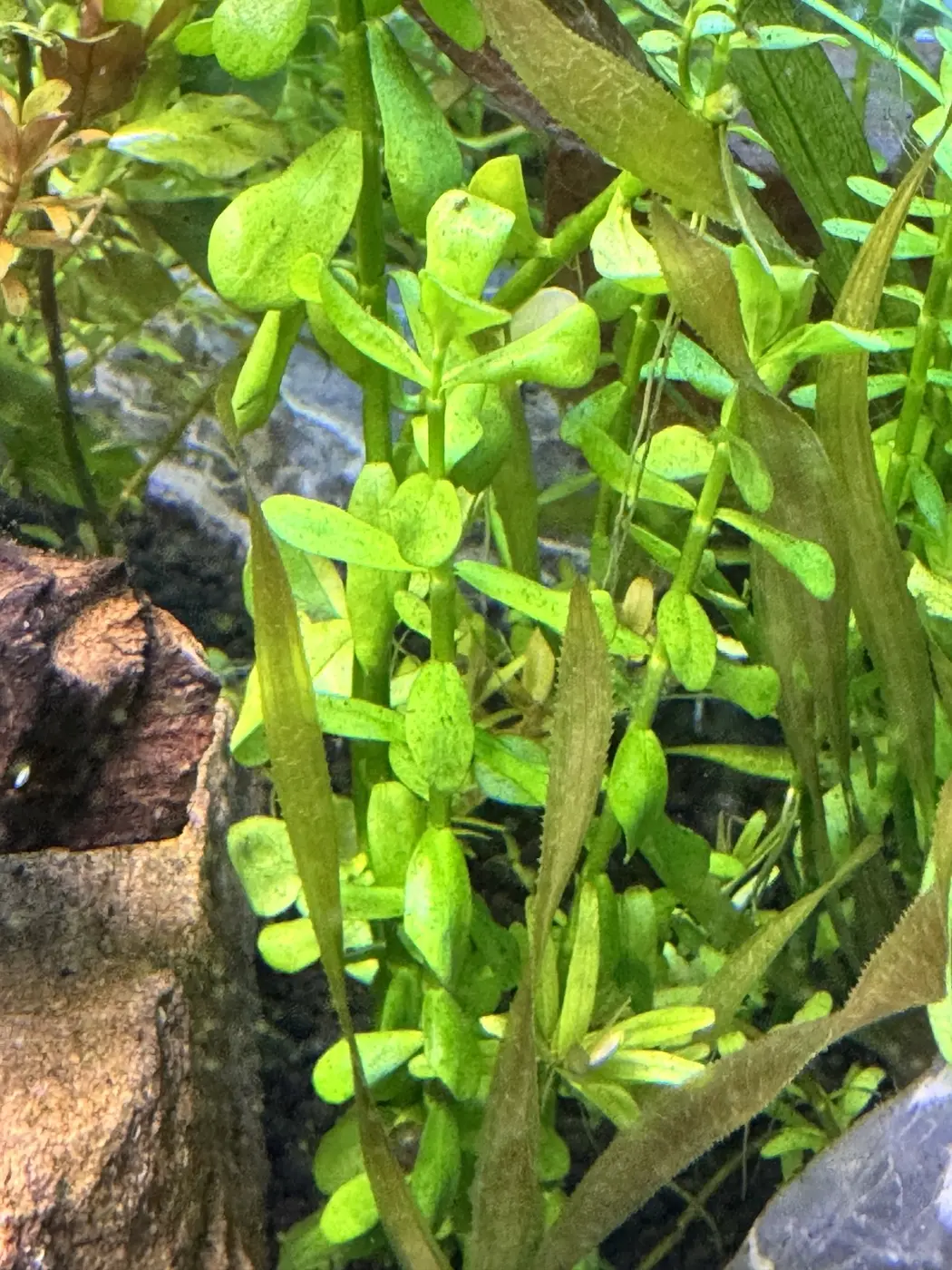 Lemon bacopa in David's aquarium