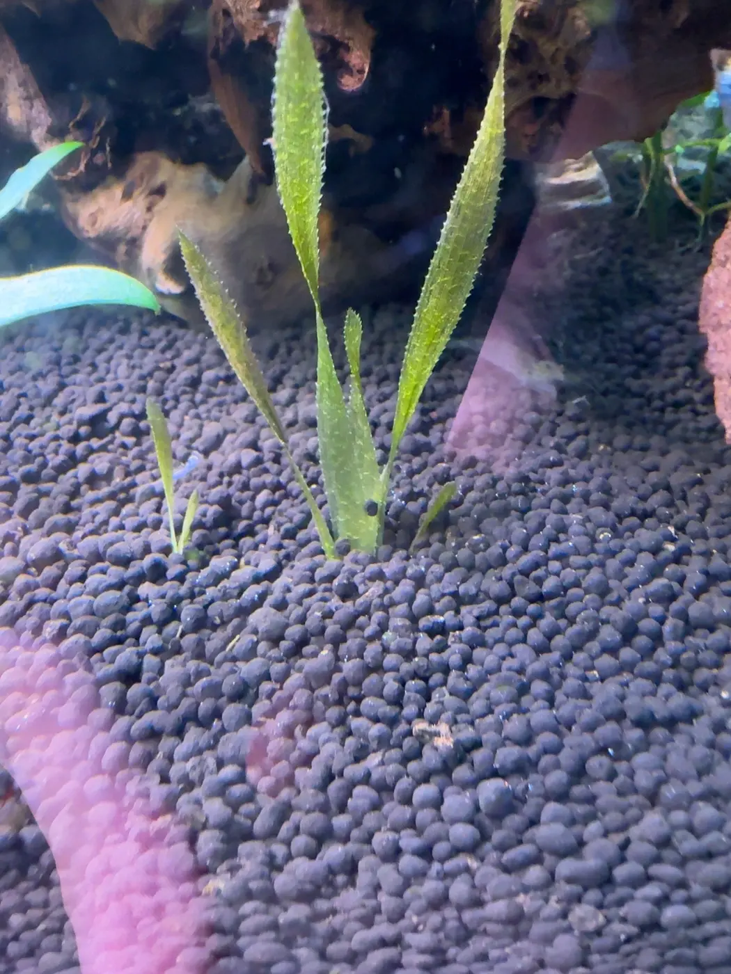 Balansae crypt in David's aquarium