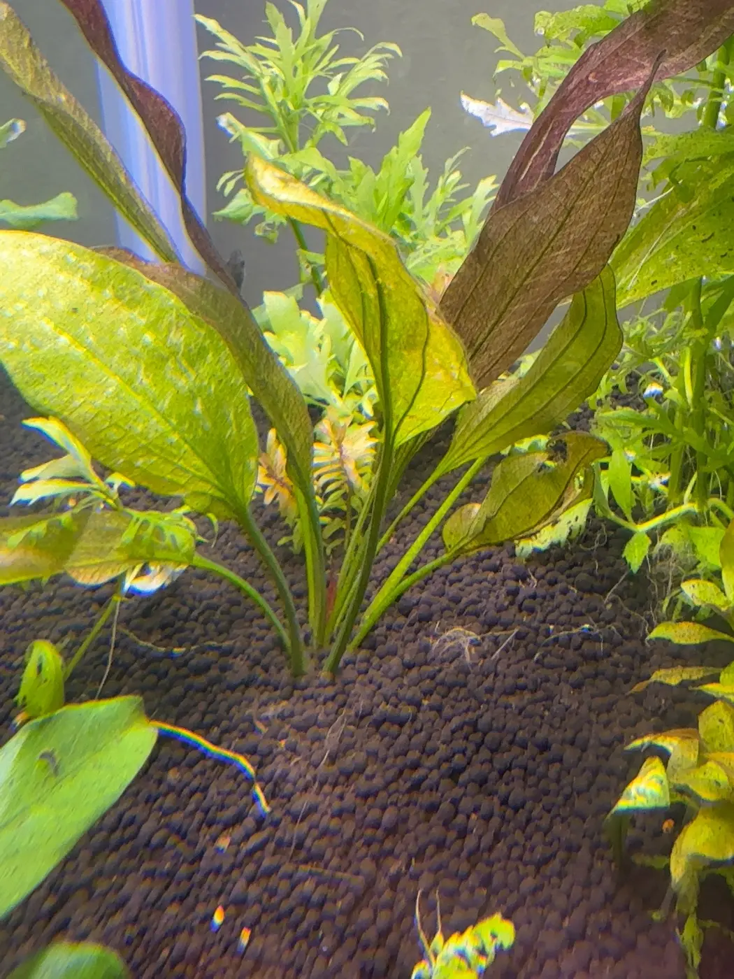 Double Red sword in David's aquarium