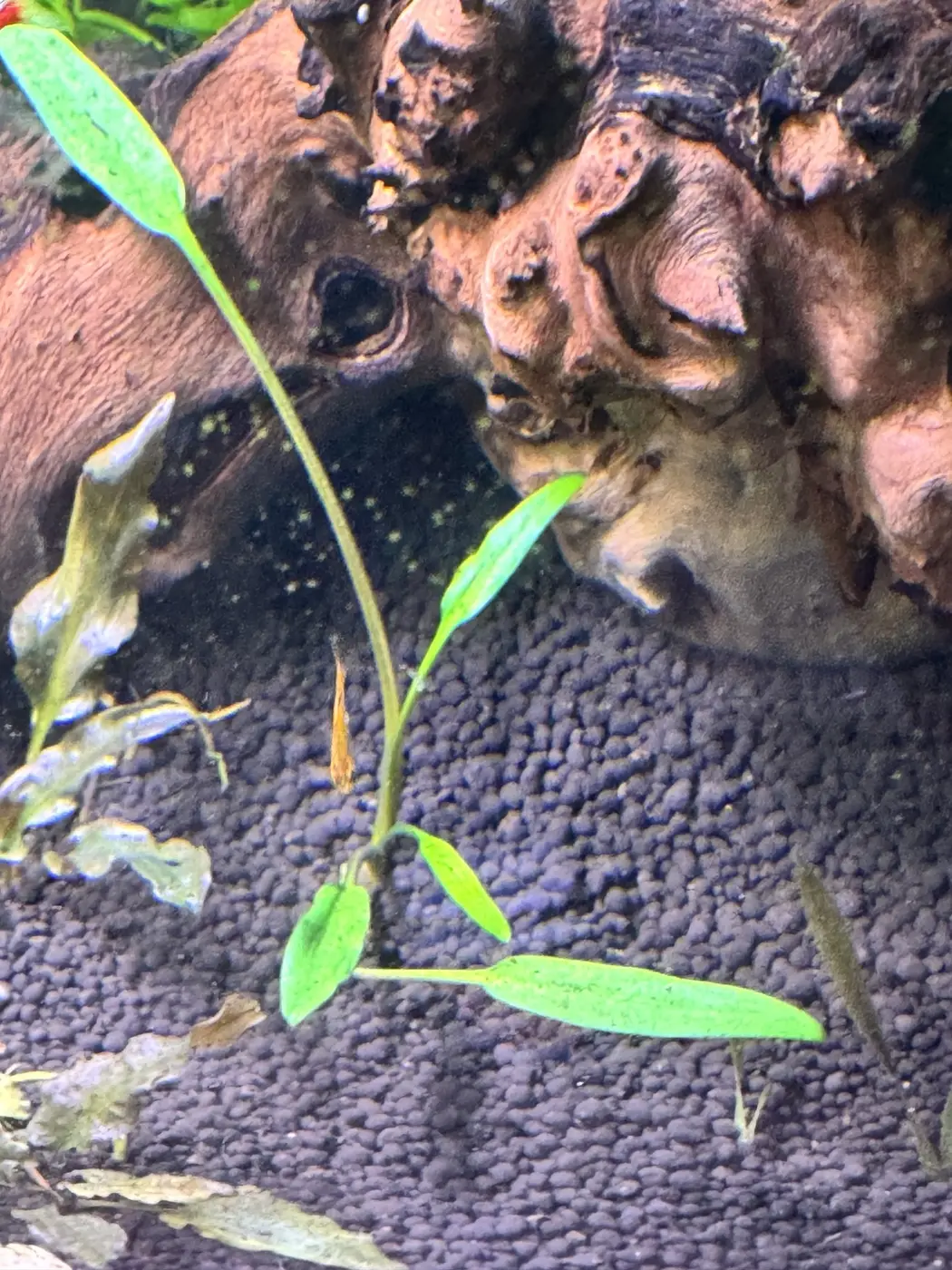 Broadleaf chain sword in David's aquarium