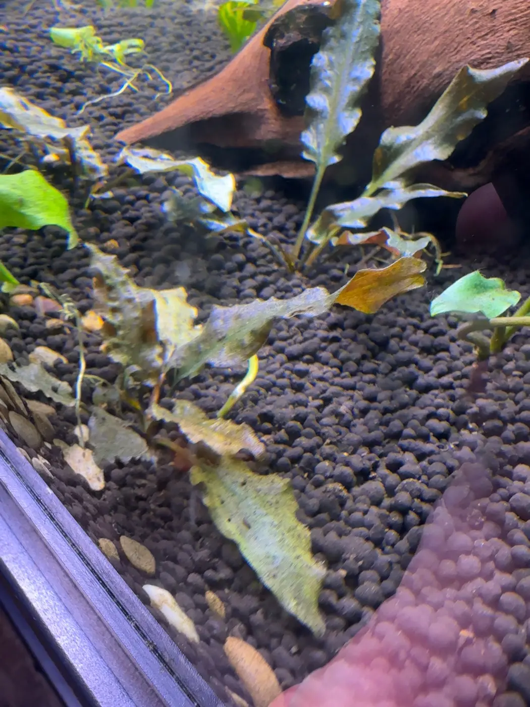 Tropica crypt in David's aquarium