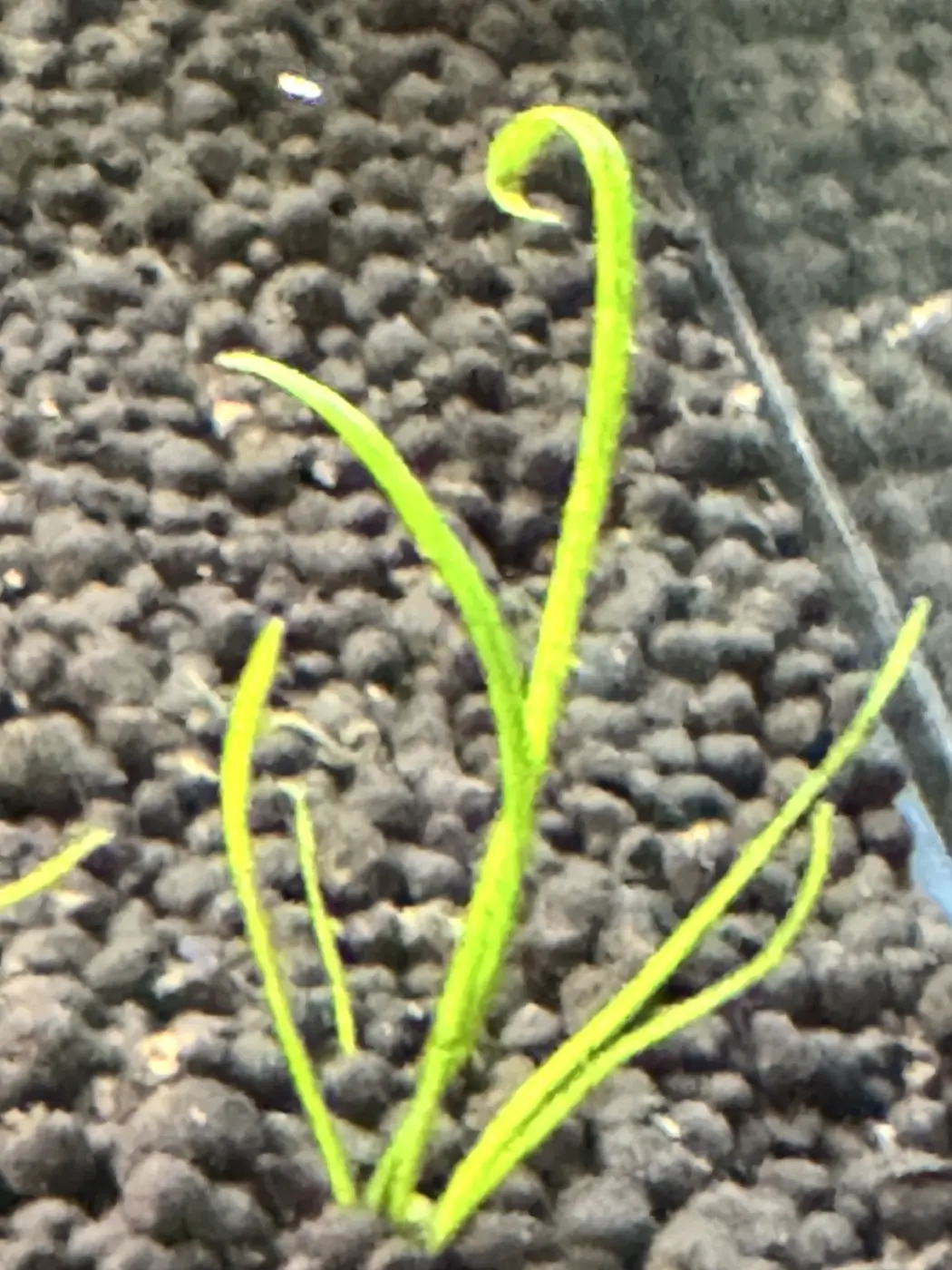 Helfer’s umbrella sedge in David's aquarium