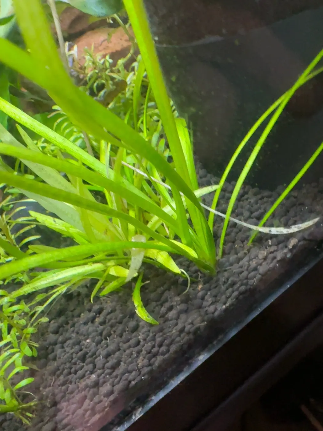 Dwarf sagittaria in David's aquarium