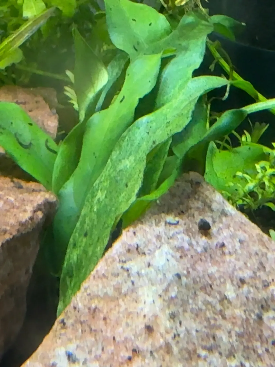 Green Ozelot sword in David's aquarium