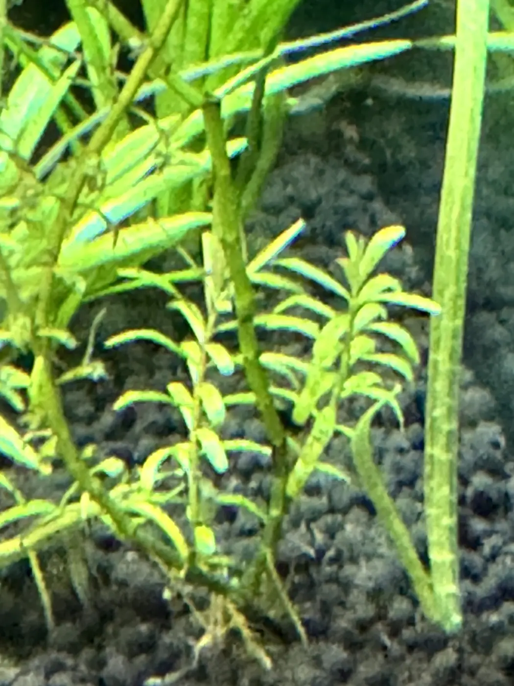 Green Rotala in David's aquarium