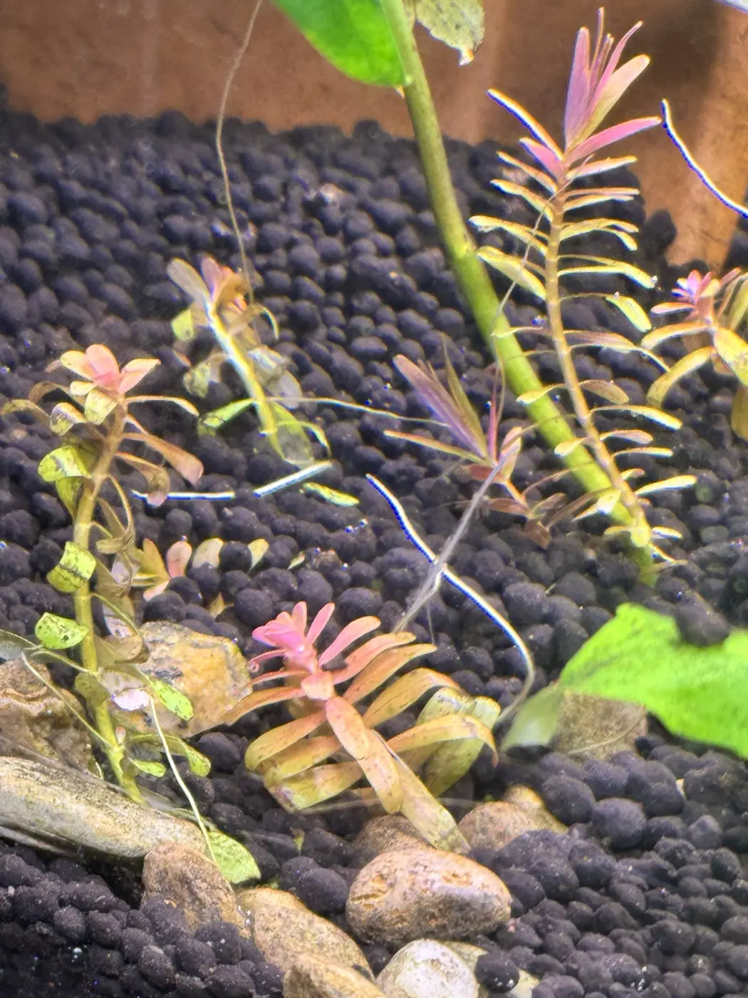 Rotala ‘H'ra’ in David's aquarium