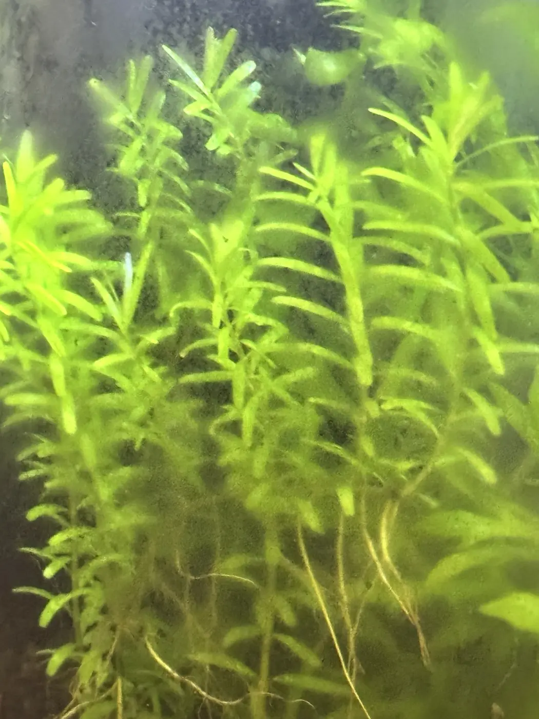 Bright green stargrass growing underwater