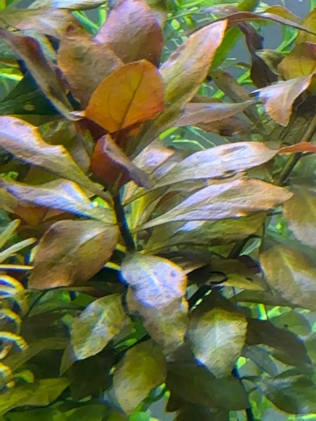 Bronze and rose Sunset hygro leaves