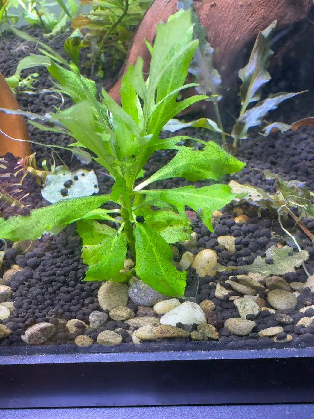 Lacy water wisteria leaves
