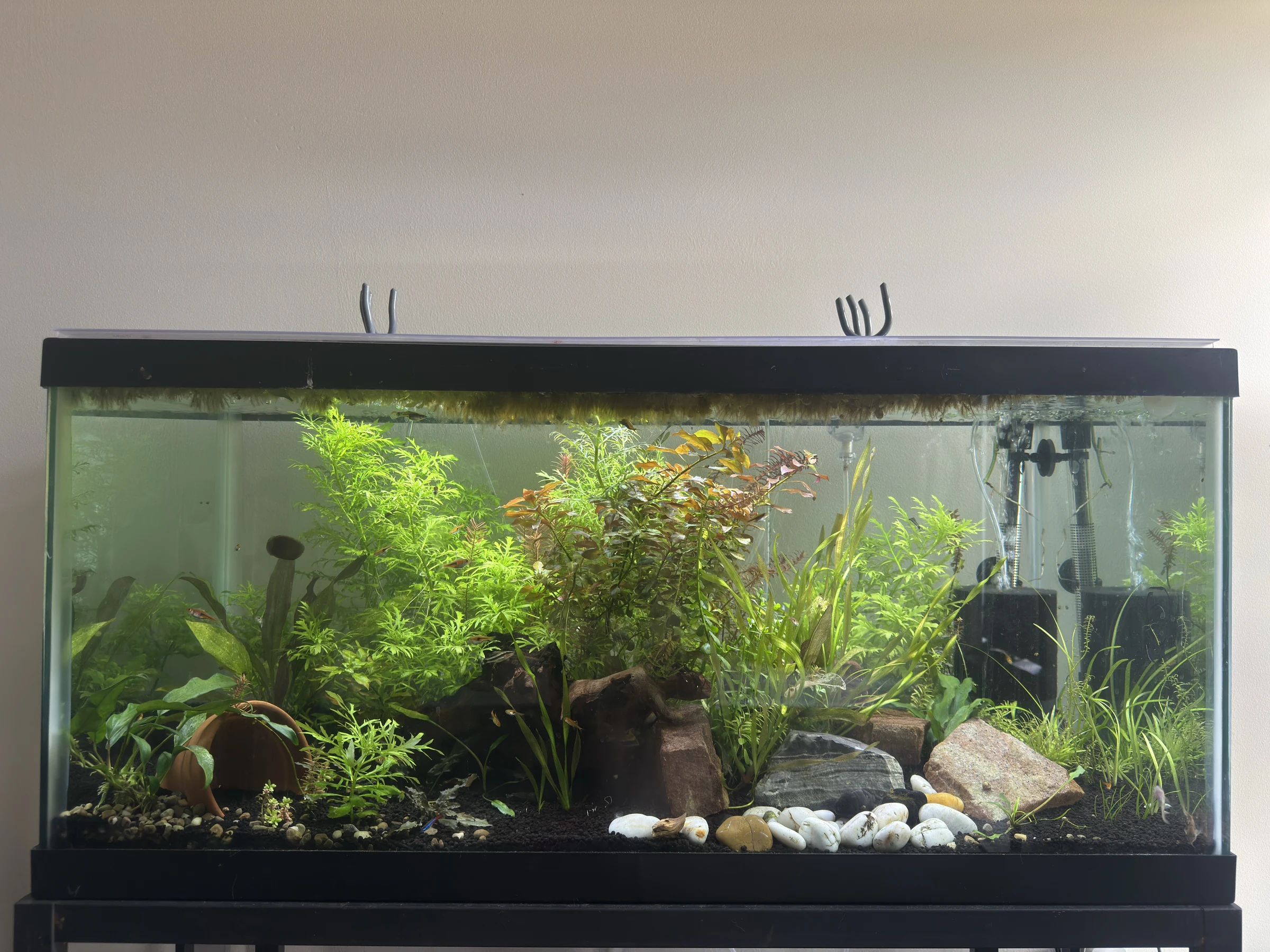 David’s 40-gallon planted aquarium with green and red foliage, wood, dark rocks, a terracotta shelter and pale stones