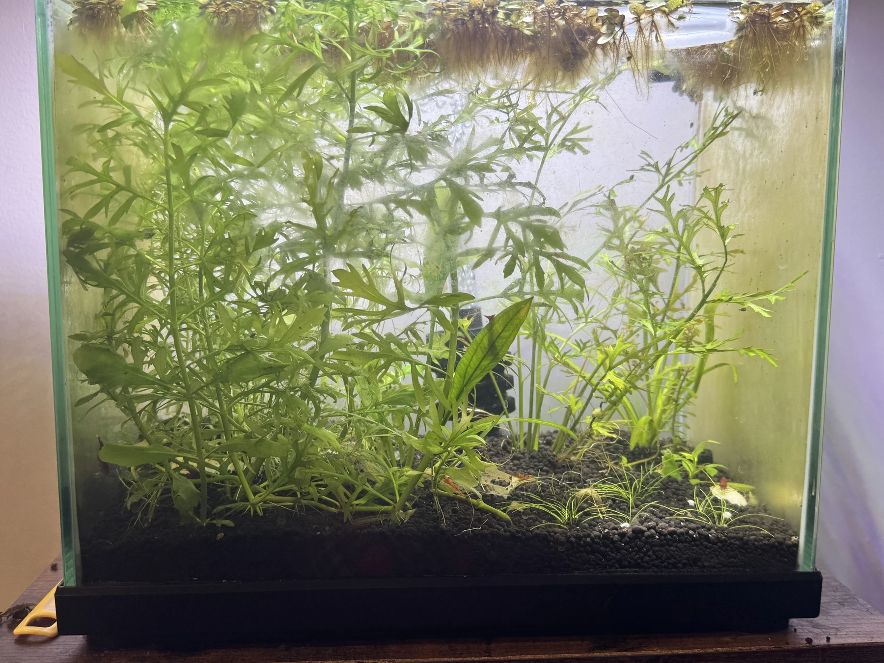 David’s 5-gallon aquarium with dense green stems, floating plants and hanging roots above dark substrate