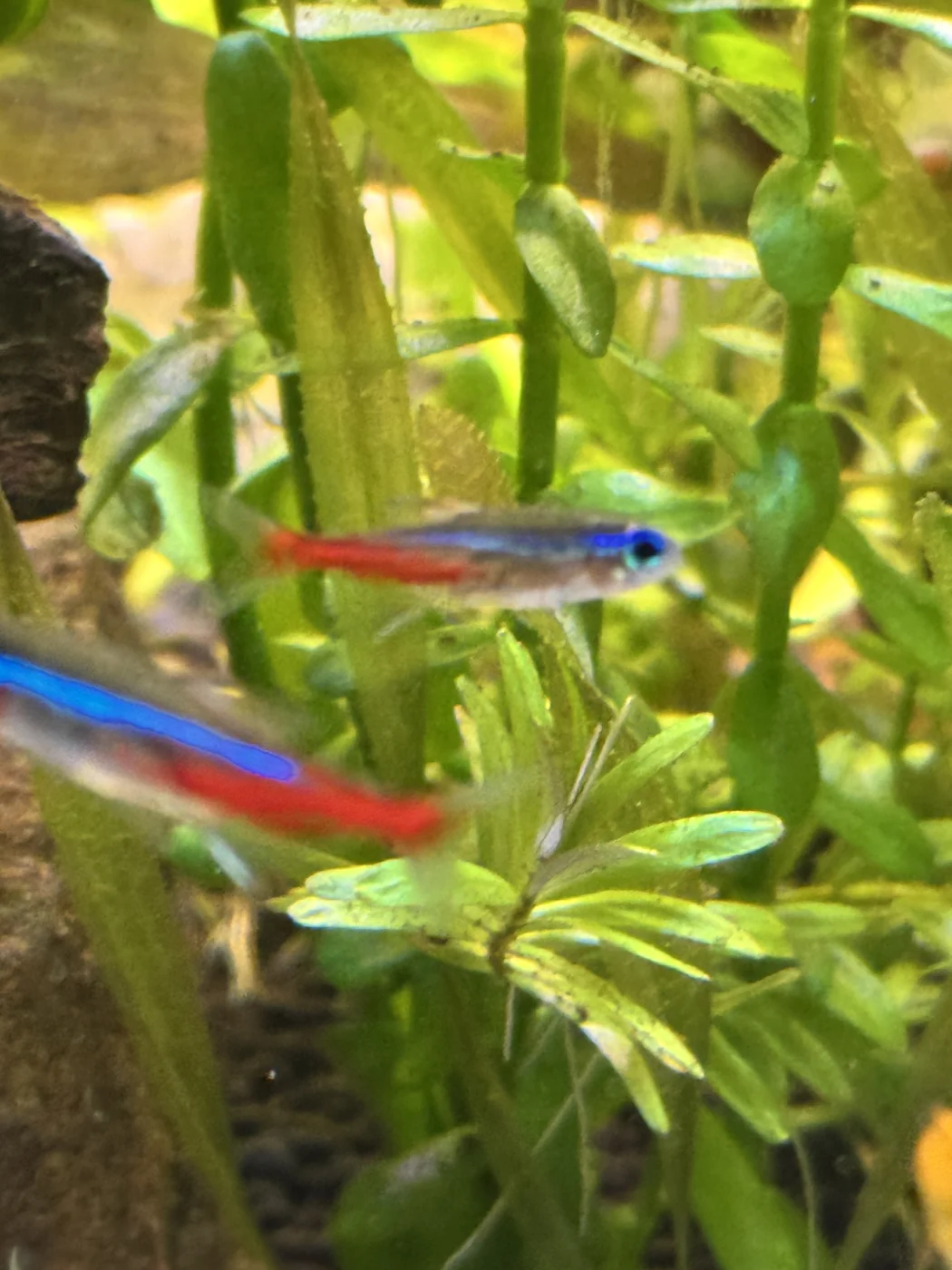 Blue and red neon tetras among bright green aquatic plants