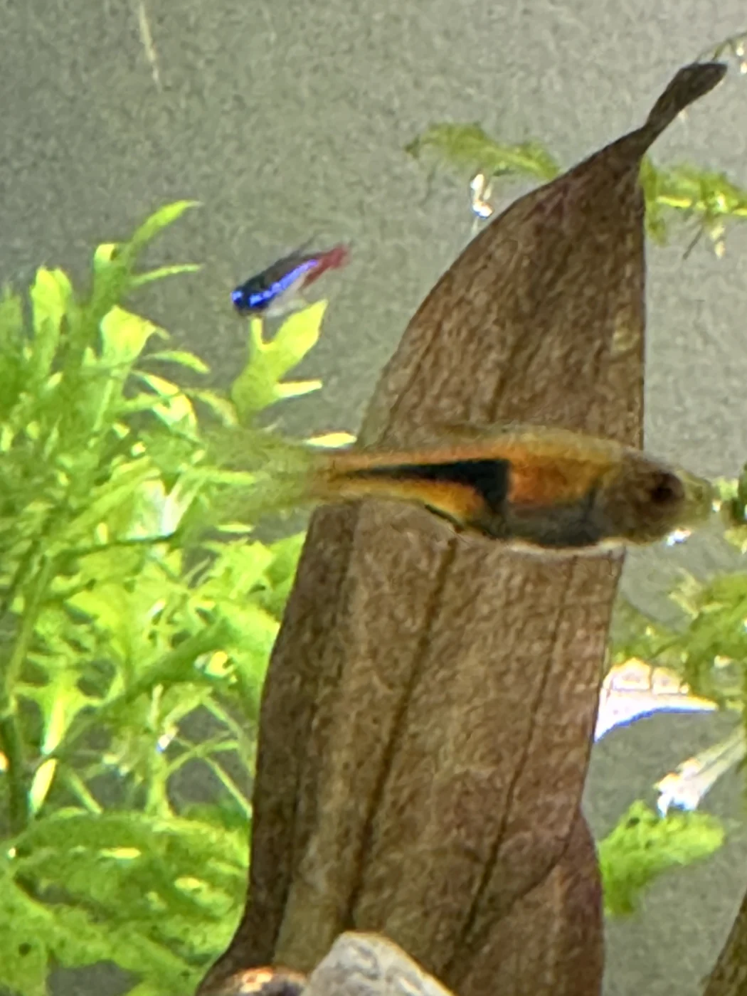 Harlequin-type rasbora in David’s aquarium