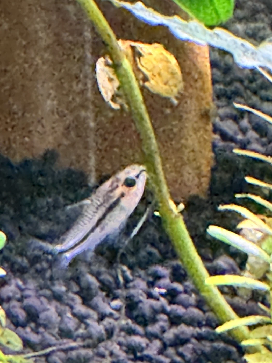 Pygmy corydoras in David’s aquarium