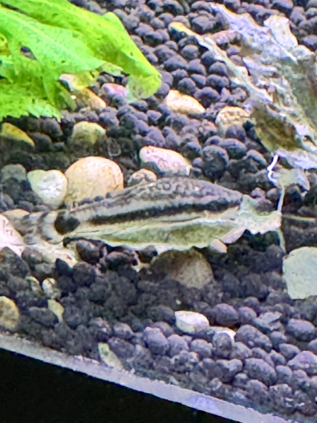 Otocinclus algae eater in David’s aquarium