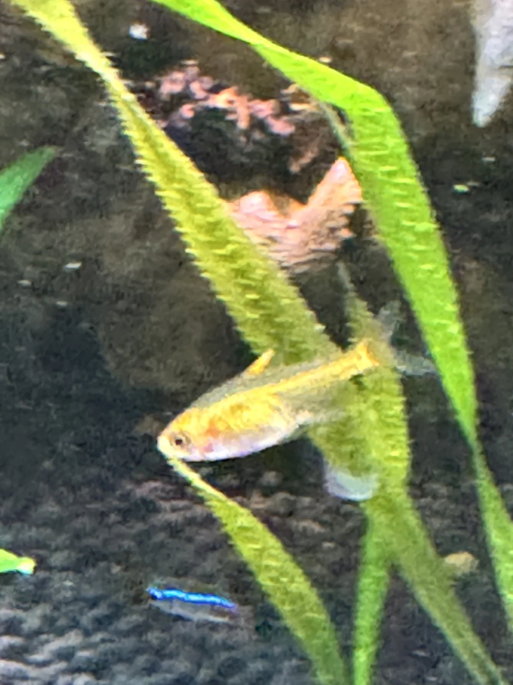 Ember tetra in David’s aquarium