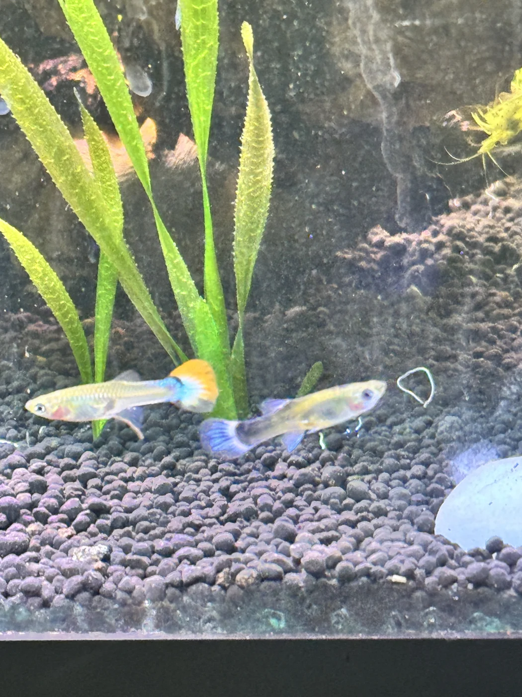 Guppy in David’s aquarium