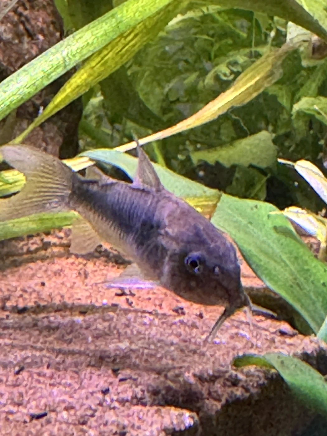 Corydoras catfish in David’s aquarium