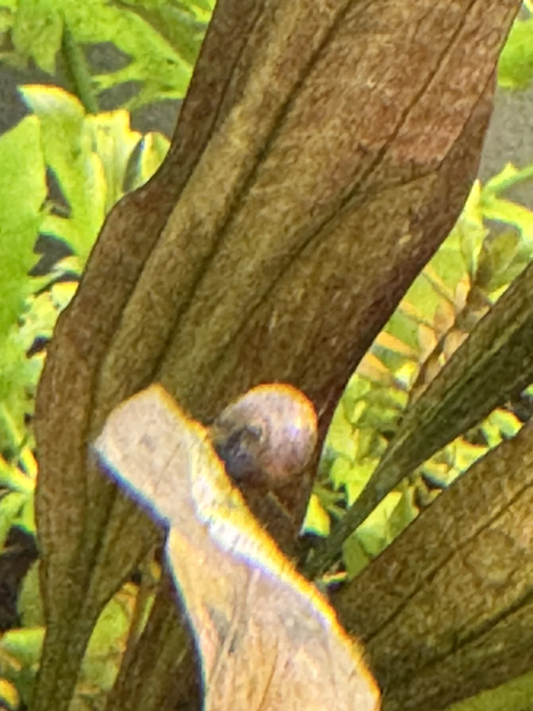 Ramshorn-type snail in David’s aquarium