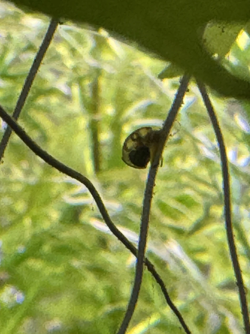 Bladder-type snail in David’s aquarium