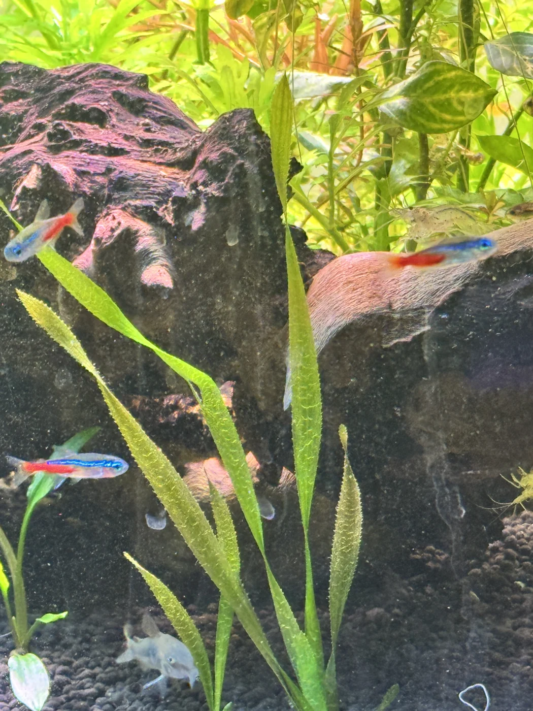 Neon tetras and an Amano shrimp among aquarium plants