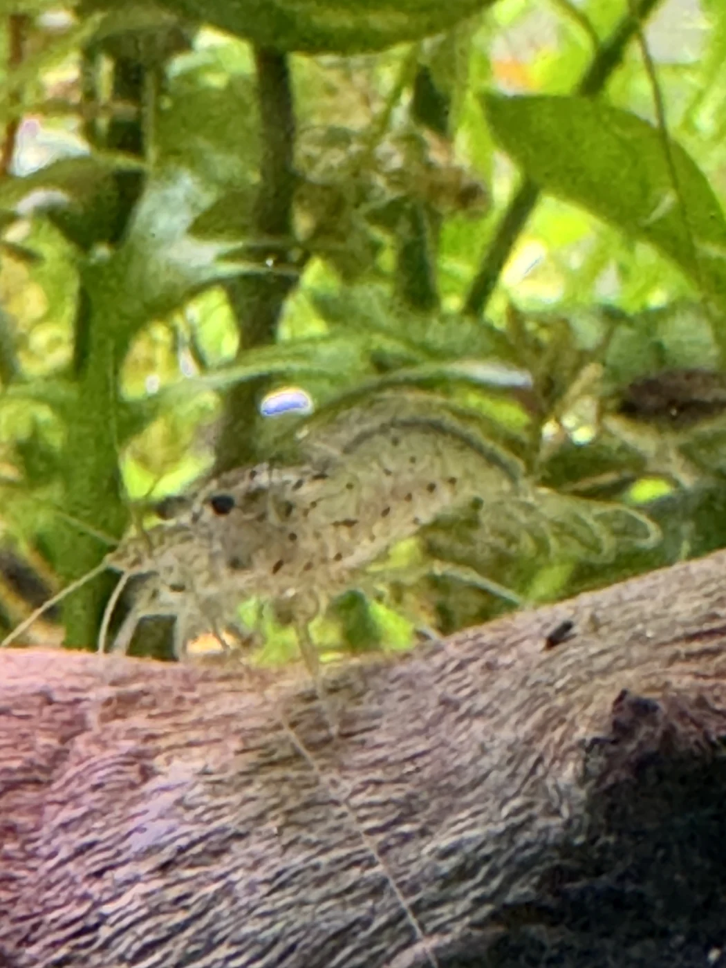 An Amano shrimp resting on wood, showing its translucent body and dark markings