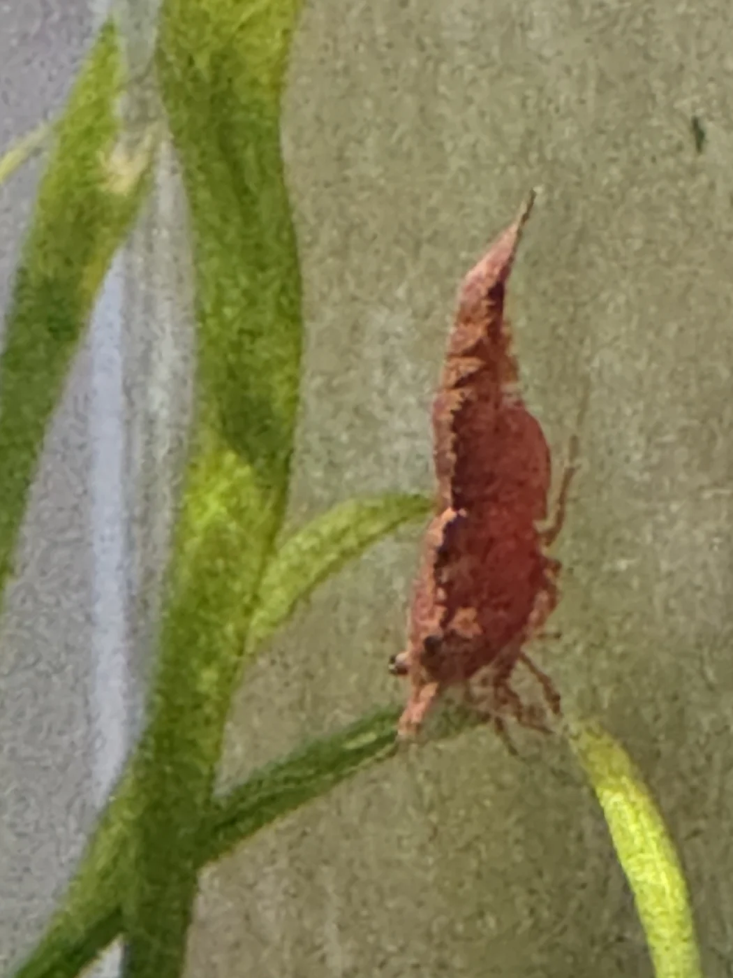 Neocaridina shrimp in David’s aquarium
